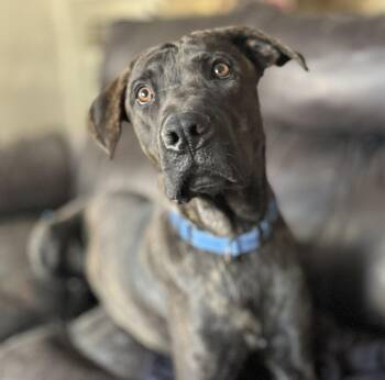 Toothless -  Mastiff and Belgian Shepherd Malinois Dog for Adoption in Naperville, Illinois - Toothless | PetCurious