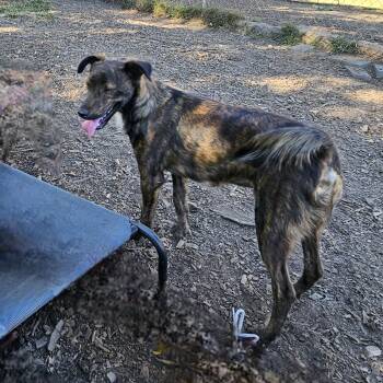 Rescue Retriever Dogs for Adoption in Ringwood, New Jersey - Bruce | PetCurious