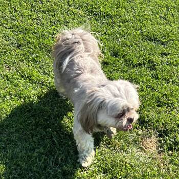 Missy -  Shih Tzu Dog for Adoption in Elkton, Michigan - Missy | PetCurious