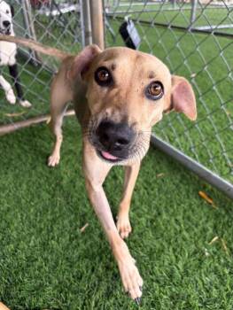 Oxiel -  Mixed Breed Dog for Adoption in New York, New York - Oxiel | PetCurious