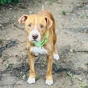 Farin -  Pit Bull Terrier Dog for Adoption in Klein, Texas - Farin | PetCurious