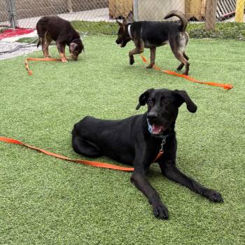 Larry -  Black Labrador Retriever and Mixed Breed Dog for Adoption in Batavia, Ohio - Larry | PetCurious