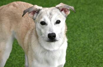 Labrador Retriever and Mixed Breed Dogs Available for Adoption in Fort Lauderdale, Florida - SAKE | PetCurious