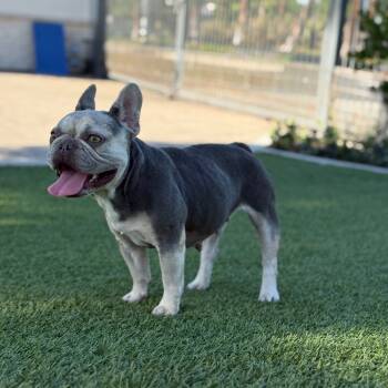 Rescue French Bulldog Dogs for Adoption in Chino Hills, California - Leona - City Of Industry Location | PetCurious