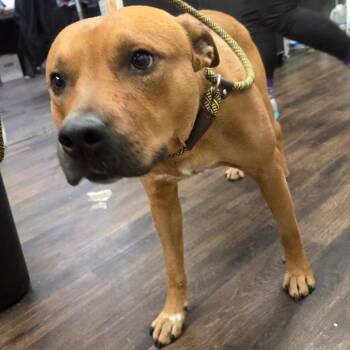 Faygo -  Terrier Dog for Adoption in St. Louis, Missouri - Faygo | PetCurious