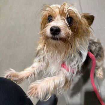 Mixed Breed Dogs Available for Adoption in Fredericksburg, Virginia - Ace | PetCurious