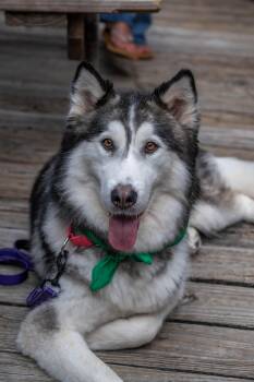 Rescue Husky Dogs for Adoption in Pflugerville, Texas - Scout | PetCurious