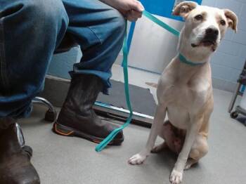 Labrador Retriever and Mixed Breed Dogs Available for Adoption - SHILOH | PetCurious