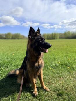 Rocky -  German Shepherd Dog Dog for Adoption in Cedarburg, Wisconsin - Rocky | PetCurious