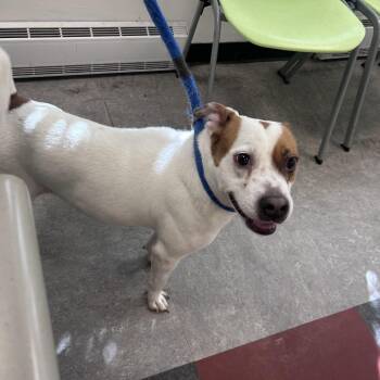 Mama Mia -  Mixed Breed Dog for Adoption in Philadelphia, Pennsylvania - Mama Mia | PetCurious