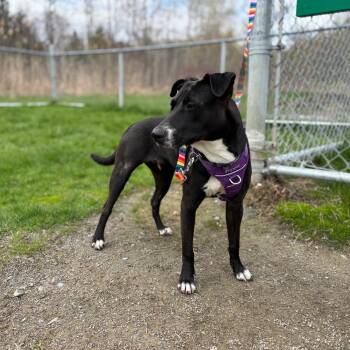 Hound and Greyhound Dogs Available for Adoption in Williamsburg, Ontario - Mae | PetCurious