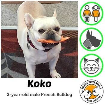 KOKO -  French Bulldog Dog for Adoption in Bonney Lake, Washington - KOKO | PetCurious