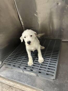 Toe -  Terrier Dog for Adoption in Marietta, Georgia - Toe | PetCurious