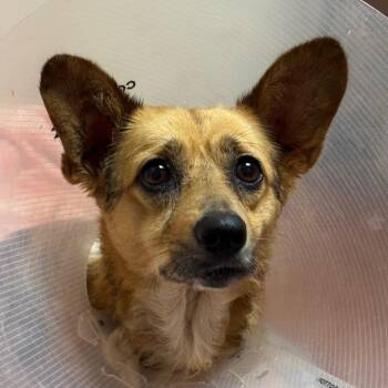 Kara -  Cardigan Welsh Corgi Dog for Adoption in Goleta, California - Kara | PetCurious
