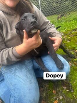 Dopey(13wo, 20lbs) -  Hound Dog for Adoption in Hinton, West Virginia - Dopey(13wo, 20lbs) | PetCurious