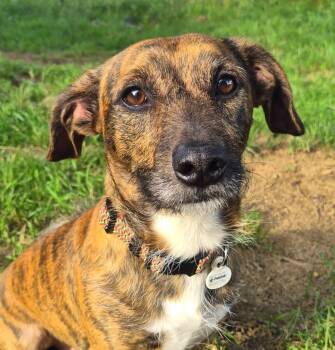 Max in TN (Courtesy Listing) -  Dachshund Dog for Adoption in Shelbyville, Tennessee - Max In TN (Courtesy Listing) | PetCurious