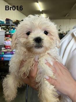 Holland 016 -  Bichon Frise and Shih Tzu Dog for Adoption in Boone, Colorado - Holland 016 | PetCurious