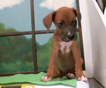 A2098364 -  Staffordshire Bull Terrier and Mixed Breed Dog for Adoption in Houston, Texas - A2098364 | PetCurious