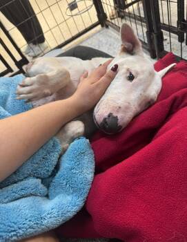 Rescue Bull Terrier Dogs for Adoption in Sunrise, Florida - Soda Pop | PetCurious