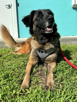 Betsy -  Mixed Breed Dog for Adoption in Vero Beach, Florida - Betsy | PetCurious