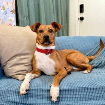 Labrador Retriever and Chihuahua Dogs Available for Adoption - Little Brownie Bear  | PetCurious