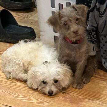 Chai -  Terrier Dog for Adoption in Blacksburg, Virginia - Chai | PetCurious