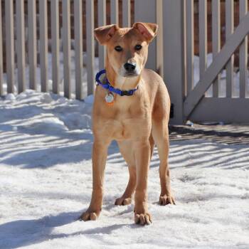 Mixed Breed Dogs Available for Adoption - Jessie | PetCurious