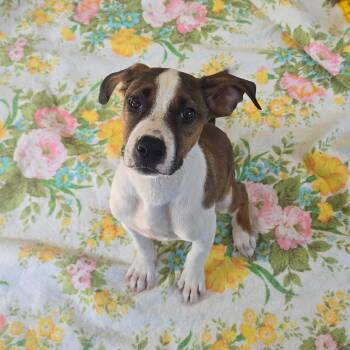 Doc -  Hound and Mixed Breed Dog for Adoption in Milan, Illinois - Doc | PetCurious