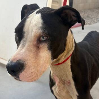 Baca Lola -  Pit Bull Terrier Dog for Adoption in Yuma, Arizona - Baca Lola | PetCurious