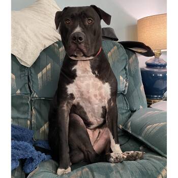 Cody Clegane -  Pit Bull Terrier and Labrador Retriever Dog for Adoption in Rochester, New York - Cody Clegane | PetCurious