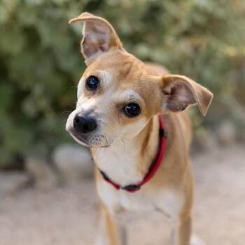 Sullivan -  Mixed Breed Dog for Adoption in Palm Springs, California - Sullivan | PetCurious