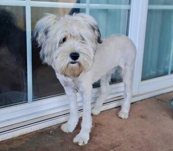 Schnauzer Dogs Available for Adoption in Shawnee, Oklahoma - Noodles | PetCurious