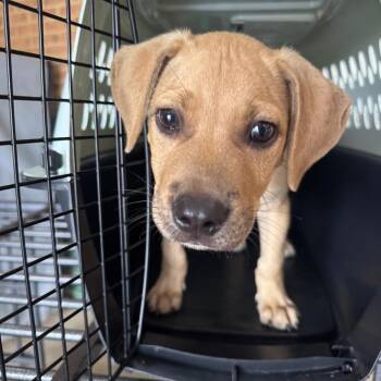 Horchata -  Terrier Dog for Adoption in Birmingham, Alabama - Horchata | PetCurious
