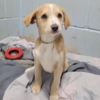 EDIE 2084 -  Mixed Breed Dog for Adoption in Loxahatchee Groves, Florida - EDIE 2084 | PetCurious