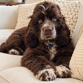 Guinness -  Cocker Spaniel Dog for Adoption in Baytown, Texas - Guinness | PetCurious