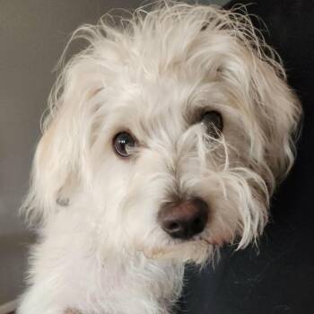 Mixed Breed Dogs Available for Adoption - Cozy | PetCurious