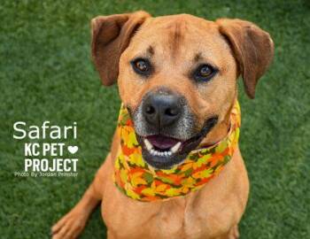 Safari -  Mixed Breed Dog for Adoption in Kansas City, Missouri - Safari | PetCurious