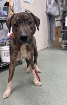 Rescue Mixed Breed Dogs for Adoption in Danielsville, Georgia - Angel | PetCurious