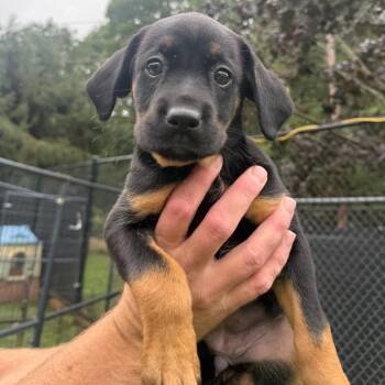 Ursula -  Hound Dog for Adoption - Ursula | PetCurious