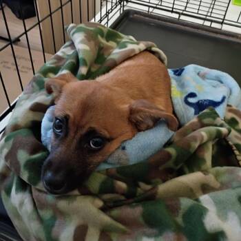 Terrier and Mixed Breed Dogs Available for Adoption in Roanoke, Virginia - Symon | PetCurious
