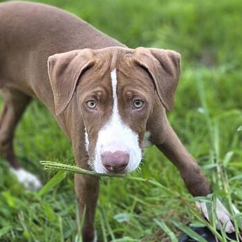 Kylie -  Retriever Dog for Adoption in Pittsford, Vermont - Kylie | PetCurious