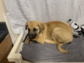 German Shepherd Dog Dogs Available for Adoption in Modesto, California - A610122 | PetCurious