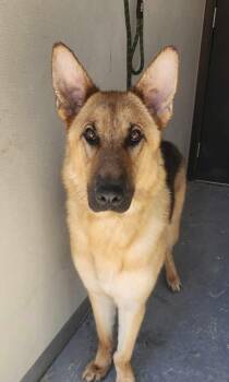 German Shepherd Dog Dogs Available for Adoption in Pleasant Grove, California - Tyson | PetCurious