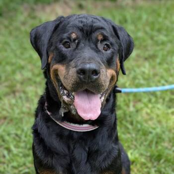 Darla 07-1721 -  Rottweiler Dog for Adoption in Covington, Georgia - Darla 07-1721 | PetCurious