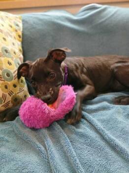 Maraschino (FOSTERED LOCALLY) -  Mixed Breed Dog Available for Adoption in Leverett, Massachusetts - Maraschino (FOSTERED LOCALLY) | PetCurious