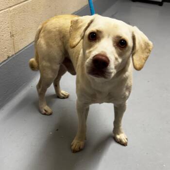 Oakley -  Beagle and Mixed Breed Dog for Adoption in Concord, North Carolina - Oakley | PetCurious