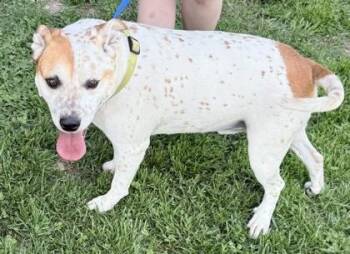 Australian Cattle Dog Blue Heeler and Mixed Breed Dogs Available for Adoption in Bowling Green, Kentucky - Norman | PetCurious