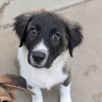 Galileo -  Border Collie and Mixed Breed Dog for Adoption in Fenton, Michigan - Galileo | PetCurious
