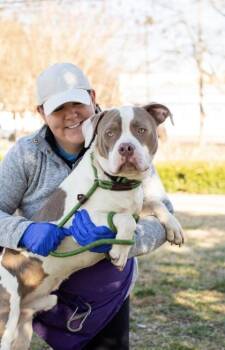Mixed Breed Dogs Available for Adoption in Chamblee, Georgia - Vesto- IN FOSTER | PetCurious
