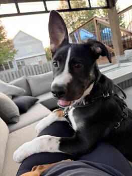 Rocky -  Shepherd Dog for Adoption in Hillside, Illinois - Rocky | PetCurious